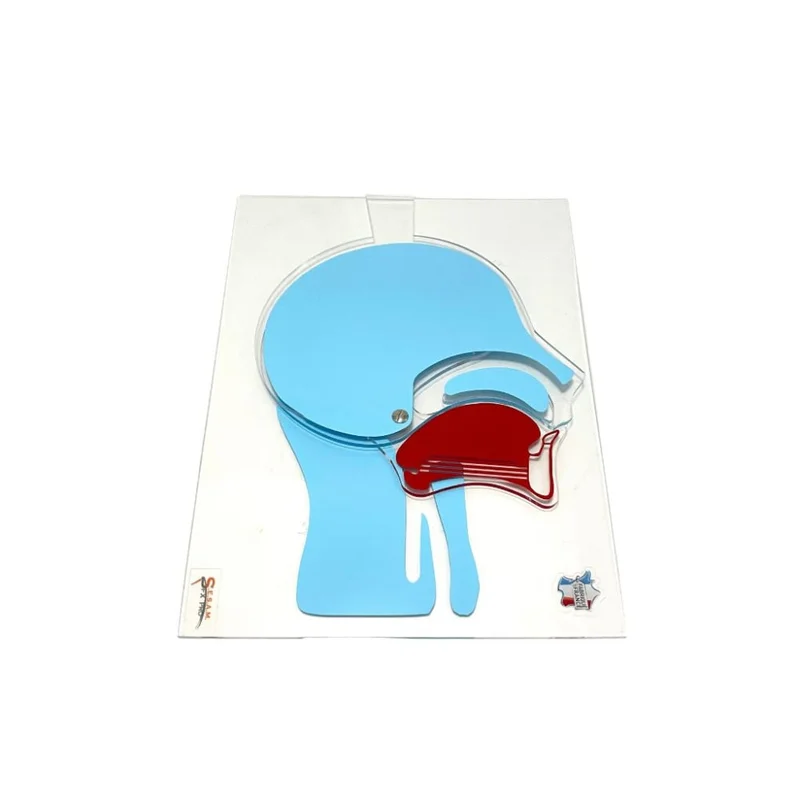 6642-cover-image-tete-en-coupe-articulee-235034