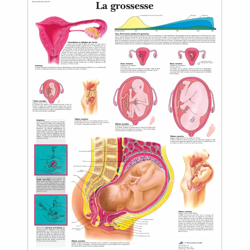 8918-cover-image-affiche-grossesse-241014