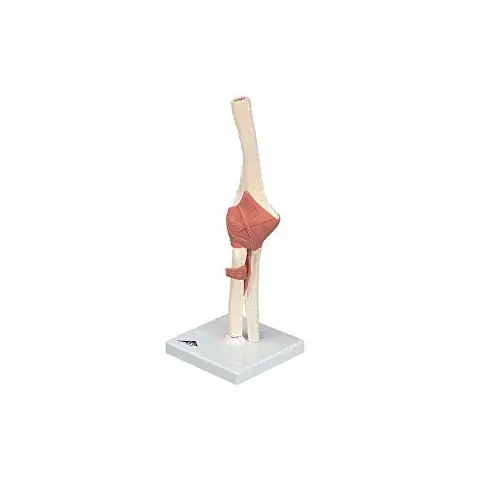toomed-1705307