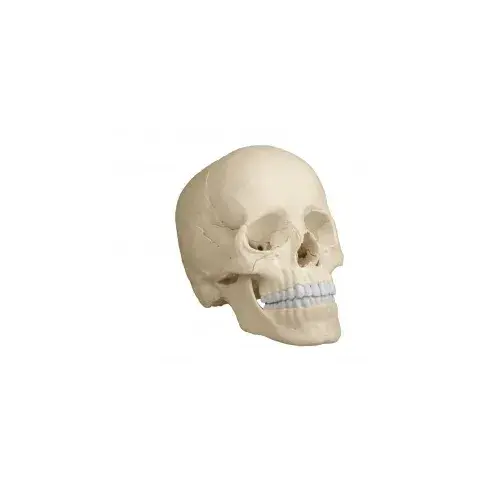toomed-1709239