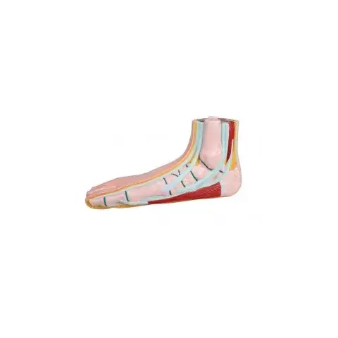 toomed-1709277