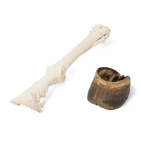 toomed-1725271